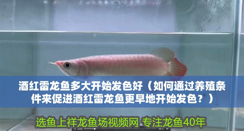 酒紅雷龍魚多大開始發(fā)色好（如何通過養(yǎng)殖條件來促進酒紅雷龍魚更早地開始發(fā)色？）