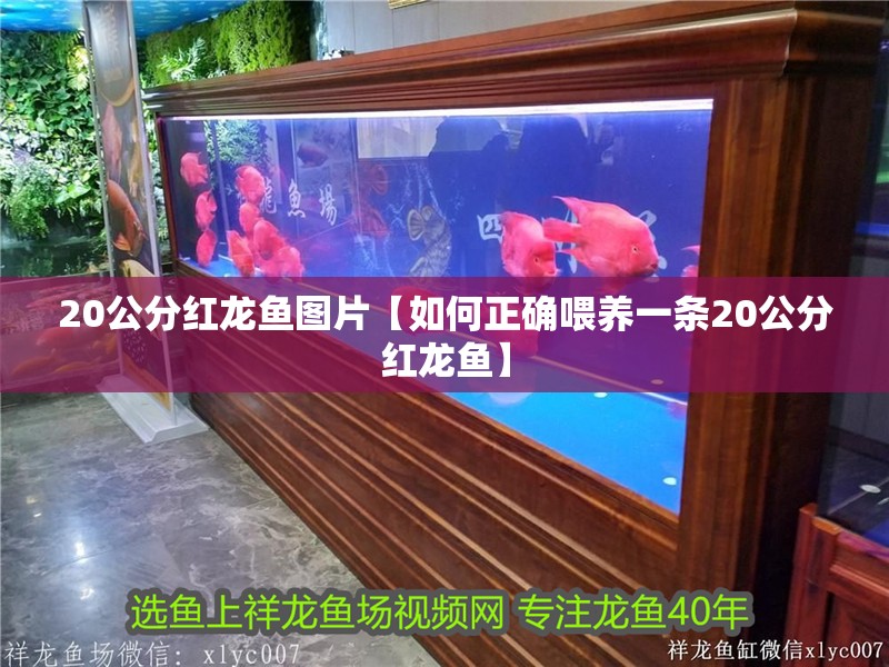 20公分紅龍魚圖片【如何正確喂養(yǎng)一條20公分紅龍魚】