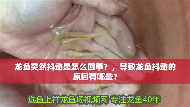 龍魚突然抖動是怎么回事？，導致龍魚抖動的原因有哪些？
