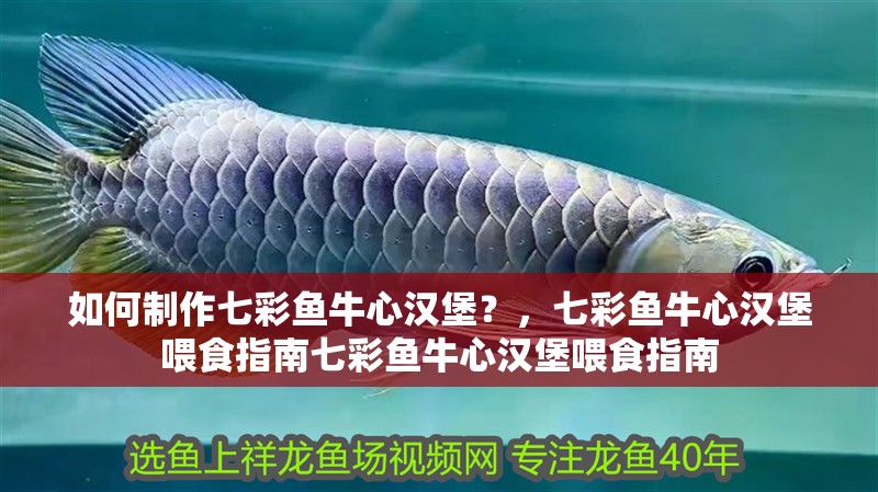 如何制作七彩魚牛心漢堡？，七彩魚牛心漢堡喂食指南七彩魚牛心漢堡喂食指南