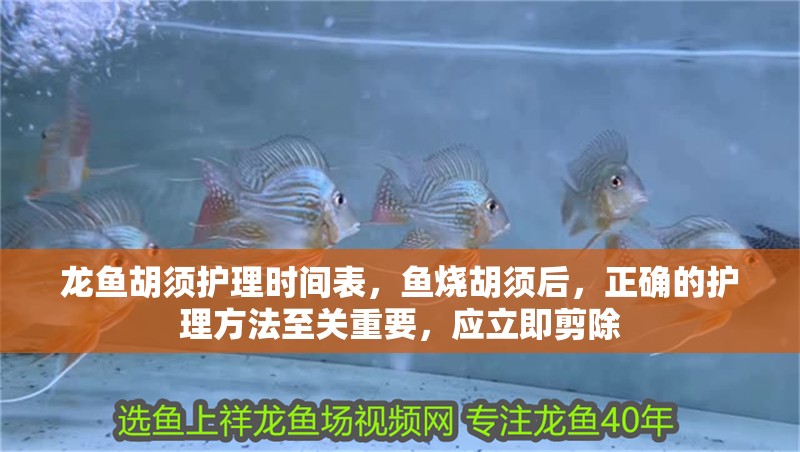 龍魚胡須護理時間表，魚燒胡須后，正確的護理方法至關(guān)重要，應(yīng)立即剪除