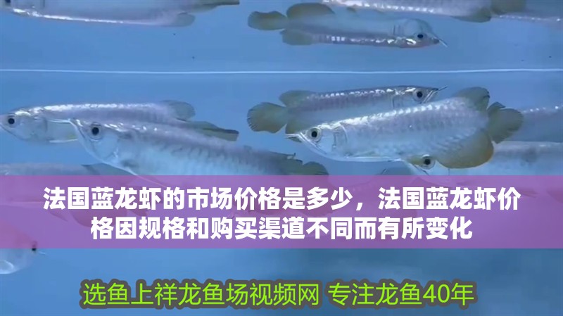 法國藍龍蝦的市場價格是多少，法國藍龍蝦價格因規格和購買渠道不同而有所變化