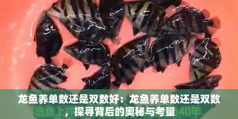 龍魚養單數還是雙數好：龍魚養單數還是雙數，探尋背后的奧秘與考量