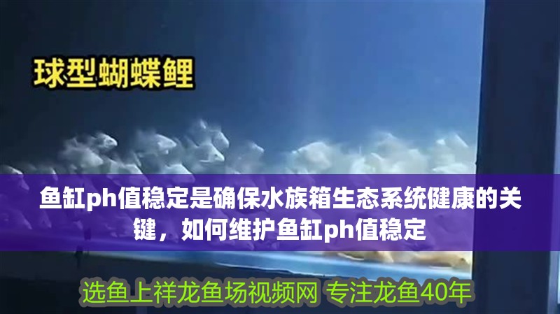魚缸過濾器選購指南:自制魚缸過濾器魚缸上置過濾器對于養魚愛好者的必備知識 魚缸ph值穩定是確保水族箱生態系統健康的關鍵,如何維護魚缸ph值穩定 龍魚百科 魚缸ph值穩定是確保水族箱生態系統健康的關鍵,如何維護魚缸ph值穩定 魚缸ph值穩定是確保水族箱生態系統健康的關鍵,如何維護魚缸ph值穩定 龍魚百科