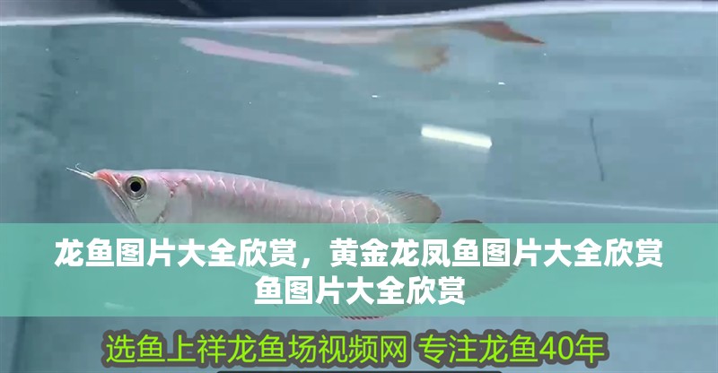 龍魚圖片大全欣賞，黃金龍鳳魚圖片大全欣賞魚圖片大全欣賞