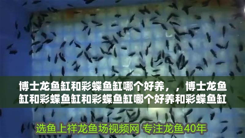 博士龍魚缸和彩蝶魚缸哪個好養(yǎng)，，博士龍魚缸和彩蝶魚缸和彩蝶魚缸哪個好養(yǎng)和彩蝶魚缸哪個好養(yǎng)