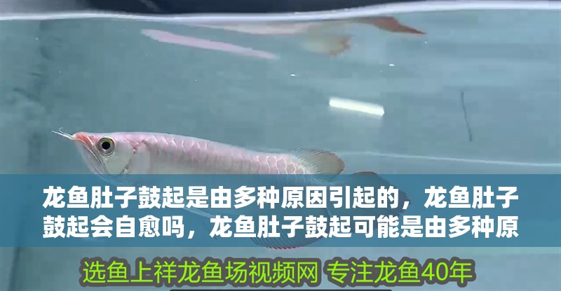 龍魚肚子鼓起是由多種原因引起的，龍魚肚子鼓起會自愈嗎，龍魚肚子鼓起可能是由多種原因引起的，龍魚肚子鼓起會自愈嗎