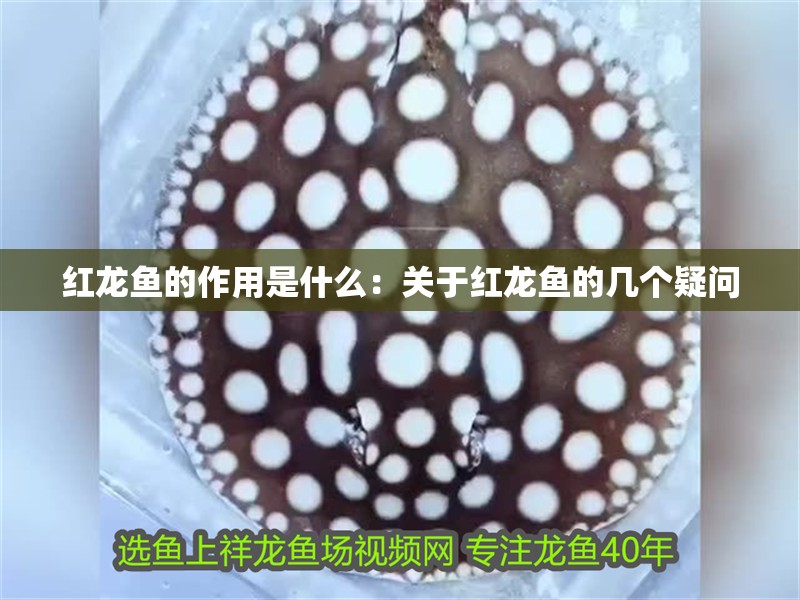 紅龍魚的作用是什么：關于紅龍魚的幾個疑問