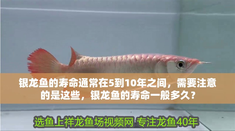 銀龍魚的壽命通常在5到10年之間，需要注意的是這些，銀龍魚的壽命一般多久？