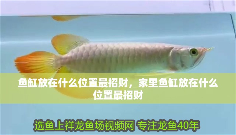 魚缸放在什么位置最招財，家里魚缸放在什么位置最招財