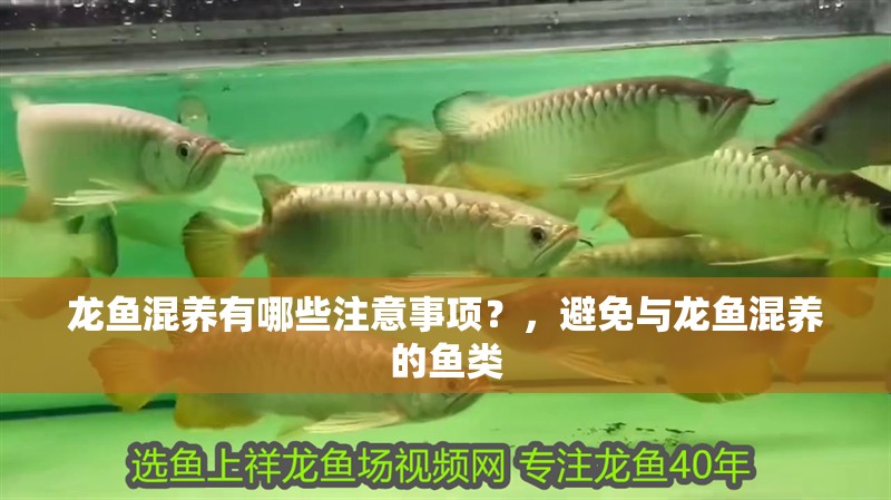 龍魚混養有哪些注意事項？，避免與龍魚混養的魚類