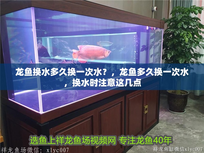 龍魚換水多久換一次水？，龍魚多久換一次水，換水時注意這幾點(diǎn)