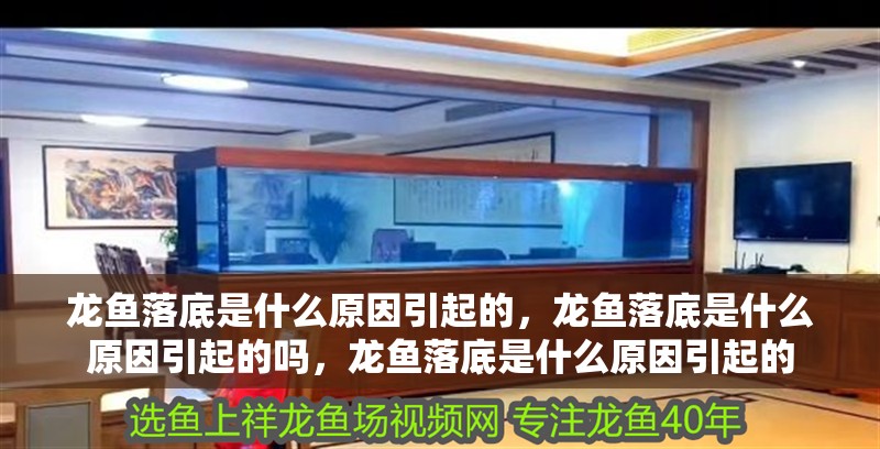 龍魚落底是什么原因引起的，龍魚落底是什么原因引起的嗎，龍魚落底是什么原因引起的
