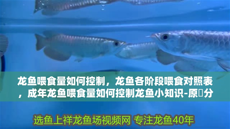 龍魚喂食量如何控制，龍魚各階段喂食對照表，成年龍魚喂食量如何控制龍魚小知識-原龍分享