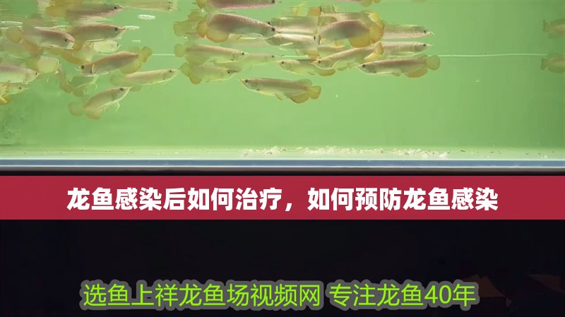 龍魚感染后如何治療，如何預防龍魚感染