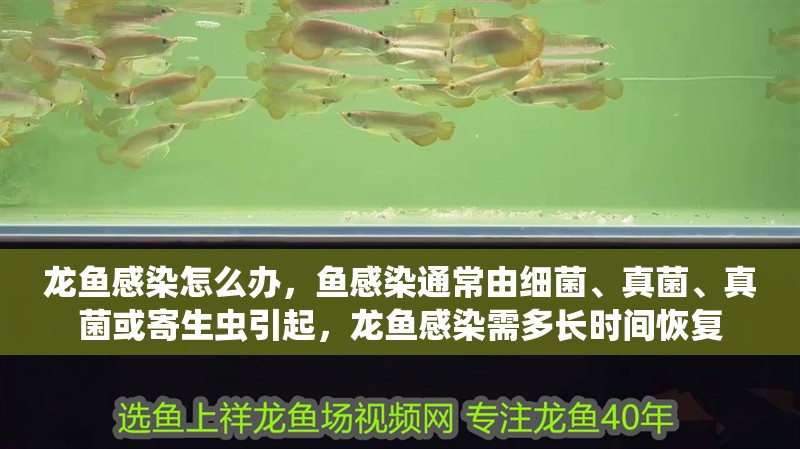 龍魚感染怎么辦，魚感染通常由細(xì)菌、真菌、真菌或寄生蟲引起，龍魚感染需多長時(shí)間恢復(fù)