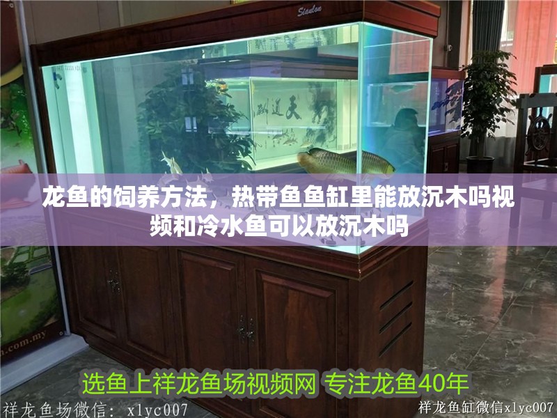 龍魚的飼養方法，熱帶魚魚缸里能放沉木嗎視頻和冷水魚可以放沉木嗎