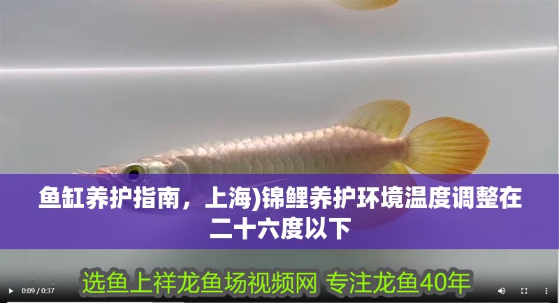 魚缸養(yǎng)護(hù)指南，上海)錦鯉養(yǎng)護(hù)環(huán)境溫度調(diào)整在二十六度以下