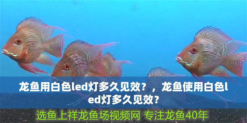 龍魚用白色led燈多久見效？，龍魚使用白色led燈多久見效？
