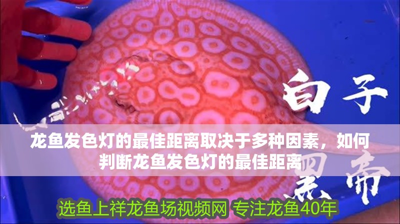 龍魚發(fā)色燈的最佳距離取決于多種因素，如何判斷龍魚發(fā)色燈的最佳距離