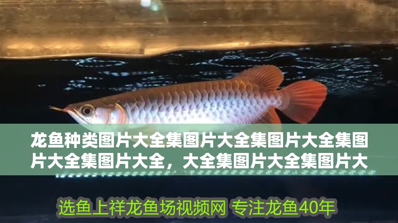 龍魚種類圖片大全集圖片大全集圖片大全集圖片大全集圖片大全，大全集圖片大全集圖片大全集圖片大全集圖片大全集圖片大全