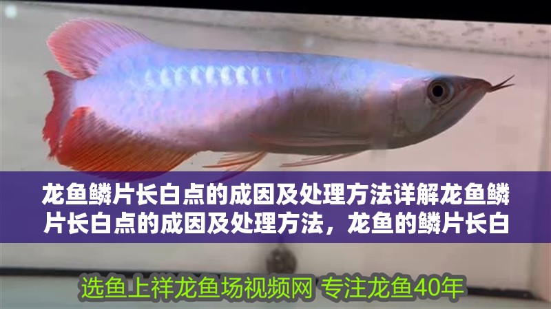 龍魚鱗片長白點的成因及處理方法詳解龍魚鱗片長白點的成因及處理方法，龍魚的鱗片長白點的成因及處理方法詳解 龍魚鱗片長白點的成因及處理方法詳解龍魚鱗片長白點的成因及處理方法，龍魚的鱗片長白點的成因及處理方法詳解 觀賞魚百科 第2張