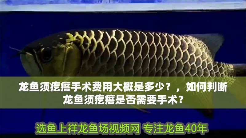 龍魚須疙瘩手術費用大概是多少？，如何判斷龍魚須疙瘩是否需要手術？