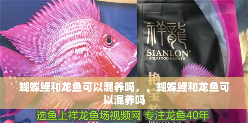 蝴蝶鯉和龍魚可以混養嗎，，蝴蝶鯉和龍魚可以混養嗎