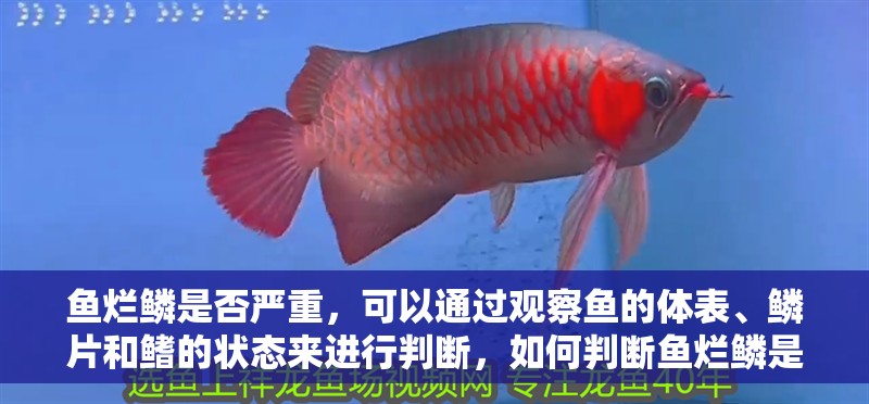 魚爛鱗是否嚴重，可以通過觀察魚的體表、鱗片和鰭的狀態來進行判斷，如何判斷魚爛鱗是否嚴重