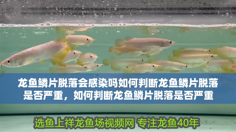龍魚鱗片脫落會感染嗎如何判斷龍魚鱗片脫落是否嚴重，如何判斷龍魚鱗片脫落是否嚴重