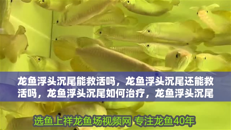 龍魚浮頭沉尾能救活嗎，龍魚浮頭沉尾還能救活嗎，龍魚浮頭沉尾如何治療，龍魚浮頭沉尾還能救活嗎