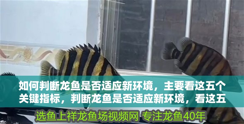 如何判斷龍魚是否適應新環境，主要看這五個關鍵指標，判斷龍魚是否適應新環境，看這五個關鍵指標