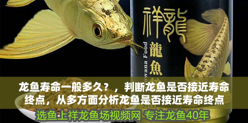 龍魚(yú)壽命一般多久？，判斷龍魚(yú)是否接近壽命終點(diǎn)，從多方面分析龍魚(yú)是否接近壽命終點(diǎn)