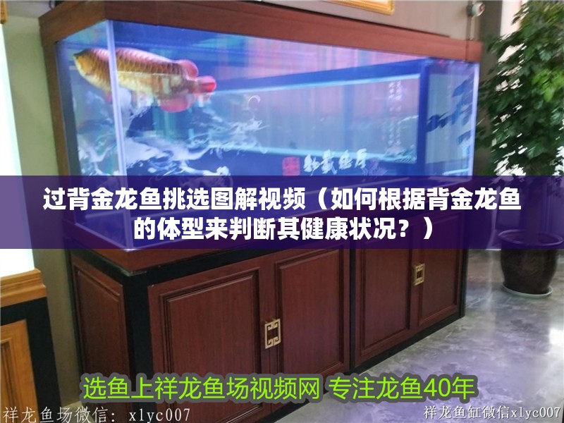 過背金龍魚挑選圖解視頻（如何根據背金龍魚的體型來判斷其健康狀況？）