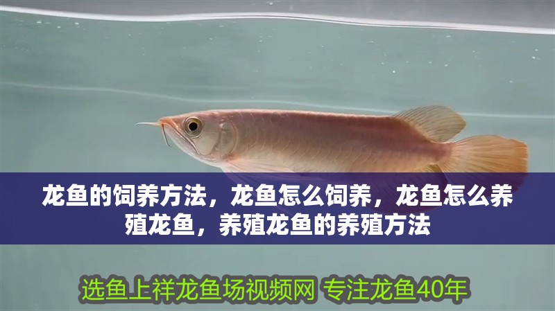 龍魚的飼養(yǎng)方法，龍魚怎么飼養(yǎng)，龍魚怎么養(yǎng)殖龍魚，養(yǎng)殖龍魚的養(yǎng)殖方法