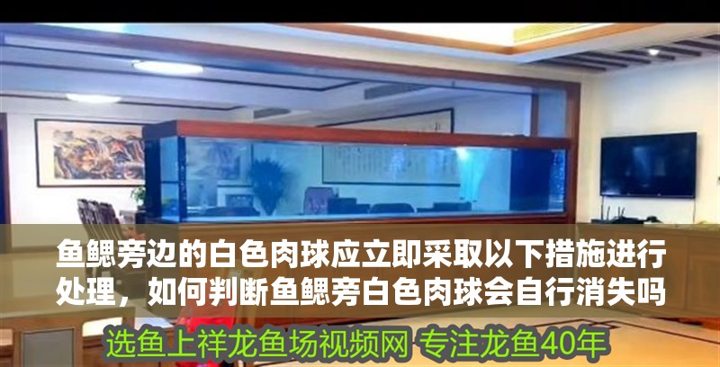 魚鰓旁邊的白色肉球應立即采取以下措施進行處理，如何判斷魚鰓旁白色肉球會自行消失嗎？