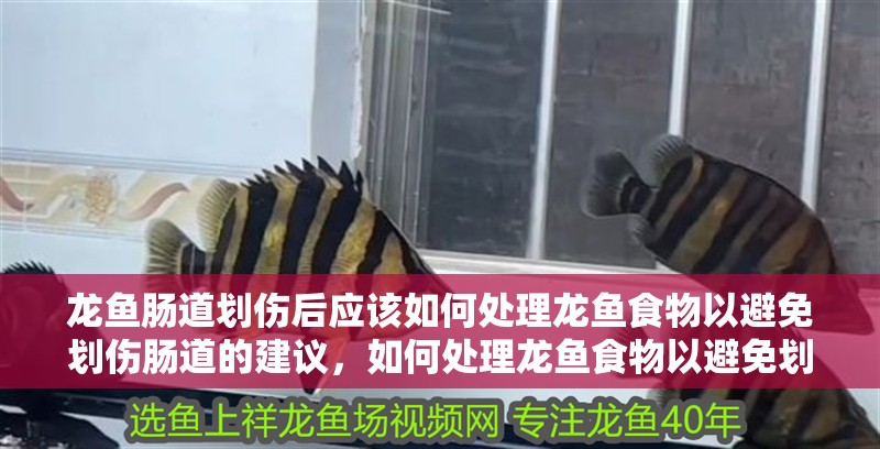 龍魚腸道劃傷后應該如何處理龍魚食物以避免劃傷腸道的建議，如何處理龍魚食物以避免劃傷腸道