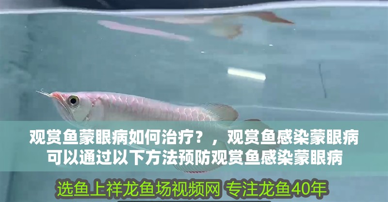 觀賞魚蒙眼病如何治療？，觀賞魚感染蒙眼病可以通過以下方法預防觀賞魚感染蒙眼病
