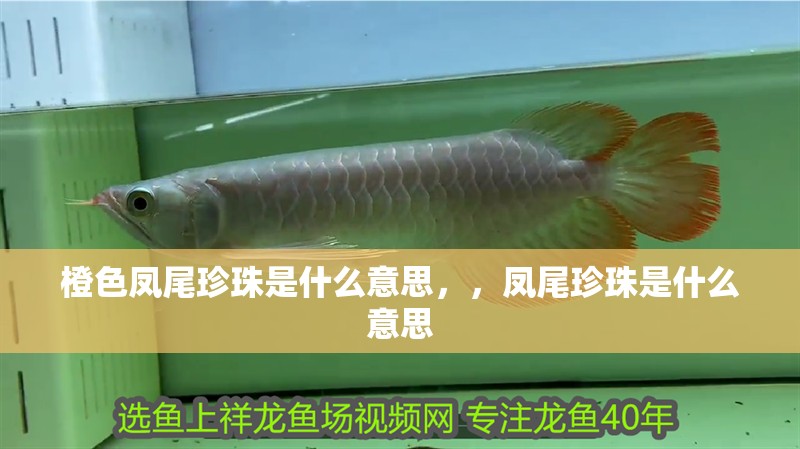 橙色鳳尾珍珠是什么意思，，鳳尾珍珠是什么意思