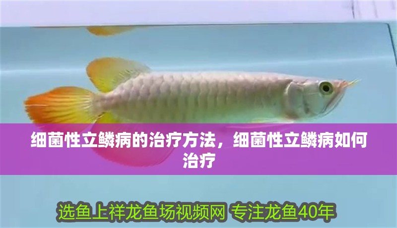 細菌性立鱗病的治療方法，細菌性立鱗病如何治療