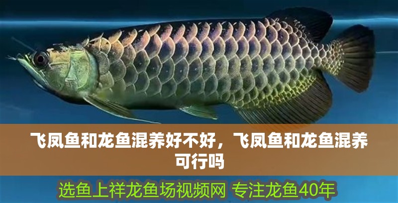 飛鳳魚和龍魚混養(yǎng)好不好，飛鳳魚和龍魚混養(yǎng)可行嗎