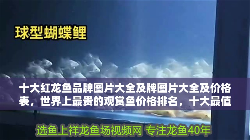 十大紅龍魚(yú)品牌圖片大全及牌圖片大全及價(jià)格表，世界上最貴的觀賞魚(yú)價(jià)格排名，十大最值錢的觀賞魚(yú)