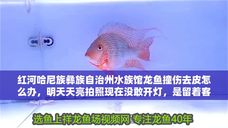 紅河哈尼族彝族自治州水族館龍魚(yú)撞傷去皮怎么辦，明天天亮拍照現(xiàn)在沒(méi)敢開(kāi)燈，是留著客廳燈還是關(guān)了？