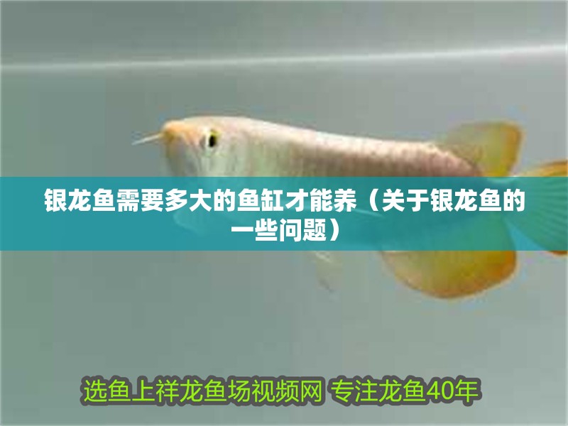 銀龍魚需要多大的魚缸才能養（關于銀龍魚的一些問題）