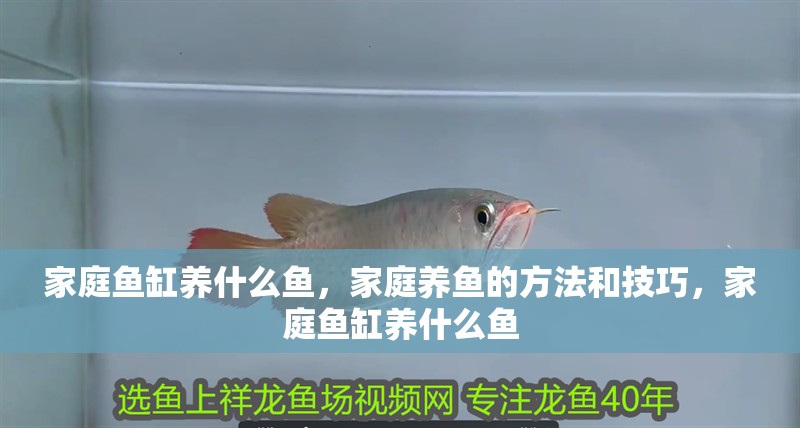 家庭魚缸養(yǎng)什么魚，家庭養(yǎng)魚的方法和技巧，家庭魚缸養(yǎng)什么魚