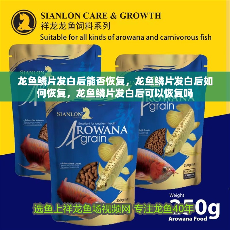 龍魚鱗片發(fā)白后能否恢復(fù)，龍魚鱗片發(fā)白后如何恢復(fù)，龍魚鱗片發(fā)白后可以恢復(fù)嗎