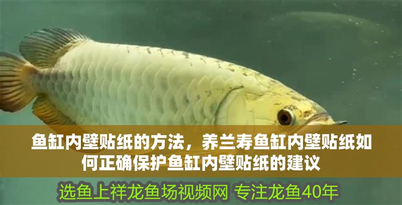 魚缸內(nèi)壁貼紙的方法，養(yǎng)蘭壽魚缸內(nèi)壁貼紙如何正確保護(hù)魚缸內(nèi)壁貼紙的建議