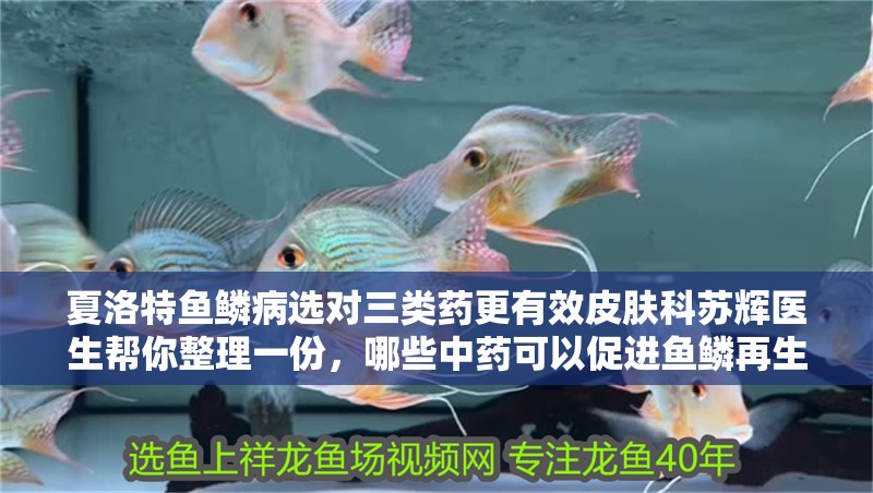 夏洛特魚(yú)鱗病選對(duì)三類(lèi)藥更有效皮膚科蘇輝醫(yī)生幫你整理一份，哪些中藥可以促進(jìn)魚(yú)鱗再生？