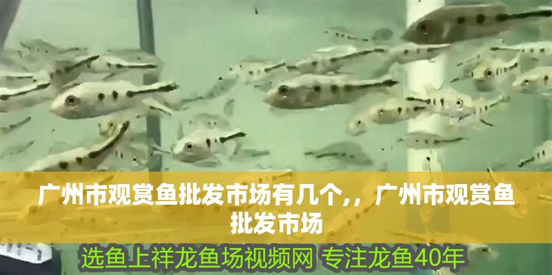 廣州市觀賞魚批發市場有幾個,，廣州市觀賞魚批發市場