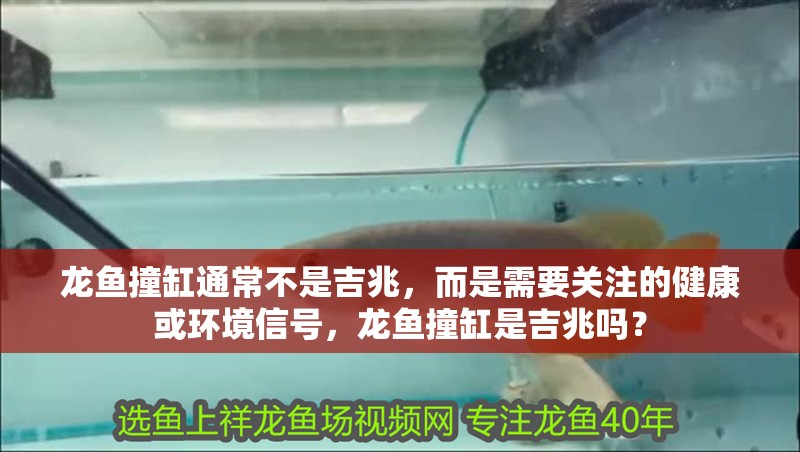 龍魚撞缸通常不是吉兆，而是需要關注的健康或環境信號，龍魚撞缸是吉兆嗎？